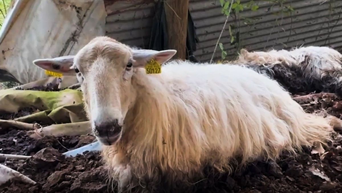Les éleveurs de brebis des Pyrénées-Atlantiques en proie à une catastrophe alimentaire inédite