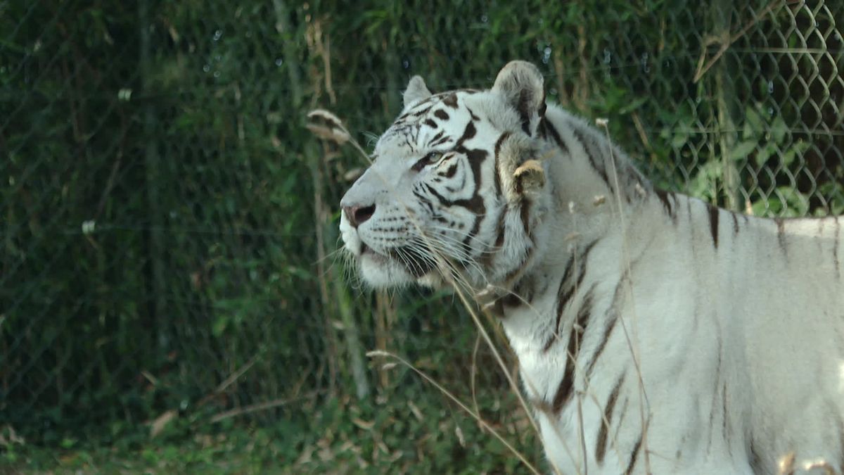 Les soigneurs du zoo d’Asson luttent désespérément contre la canicule pour sauver les animaux