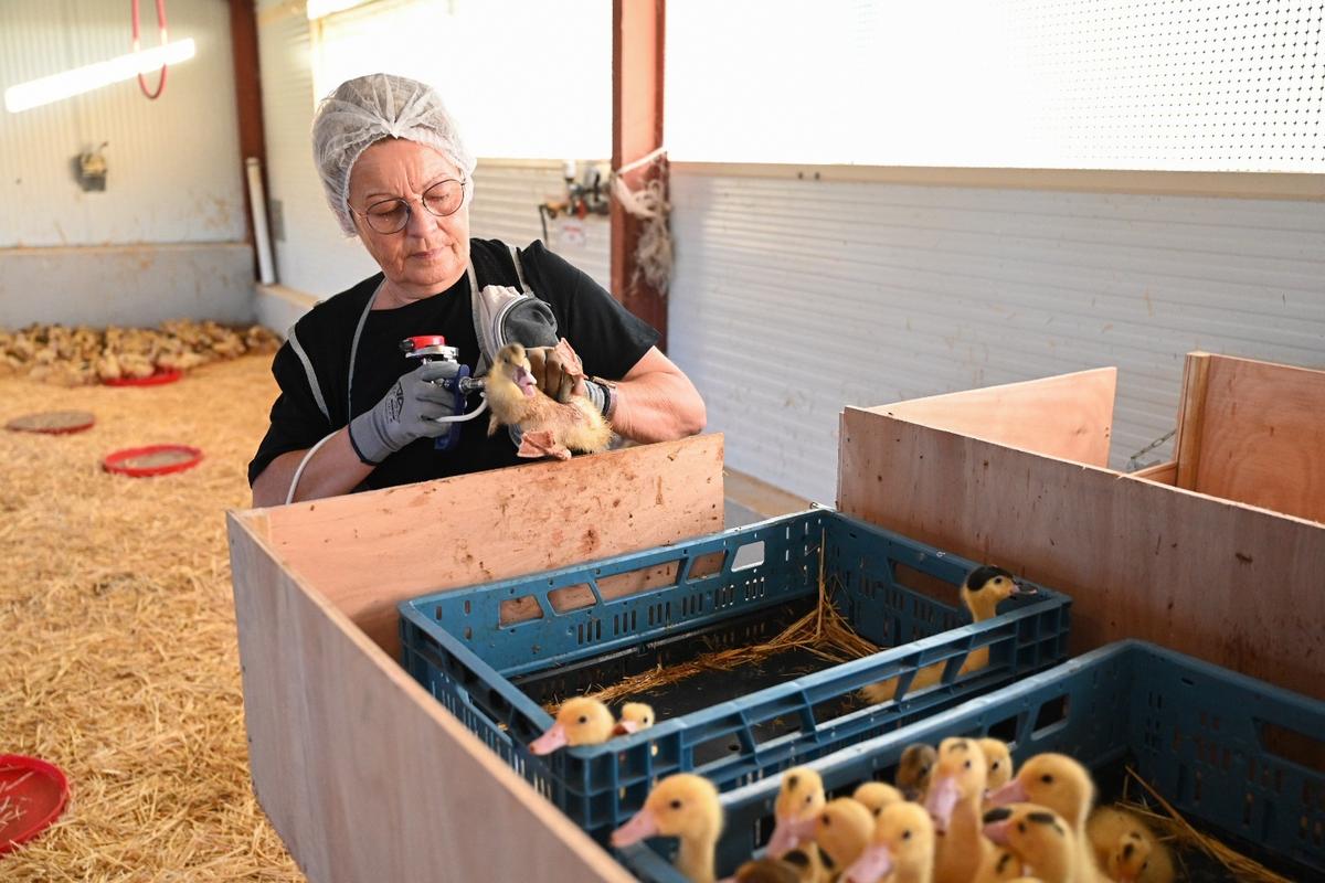 « Les éleveurs français dénoncent l’abandon par l’État de la vaccination des canards »